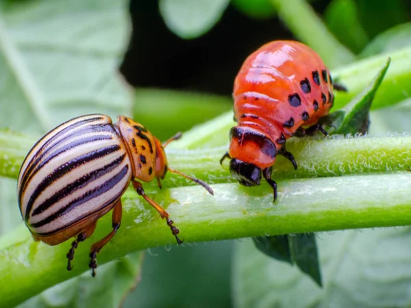 <strong>FIGHTING POTATO BEETLE (Lept<em>inotarsa decemlineata </em>(Say)) WITH BIOPESTICIDE</strong>